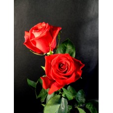 Roses - Classy